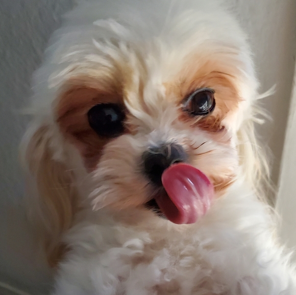 Meet your Posher! - Picture 2 of 2